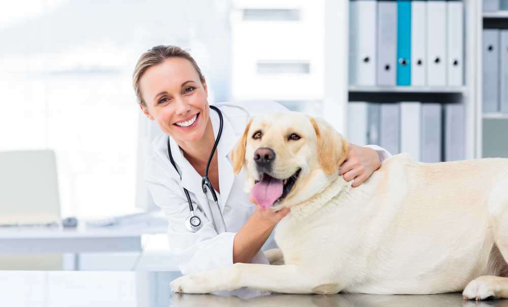 Portrait of confident female veterinarian examining dog in hospital-1